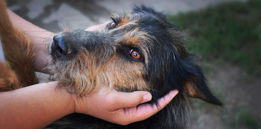 Hunde finen ihr Für-Immer-Zuhause