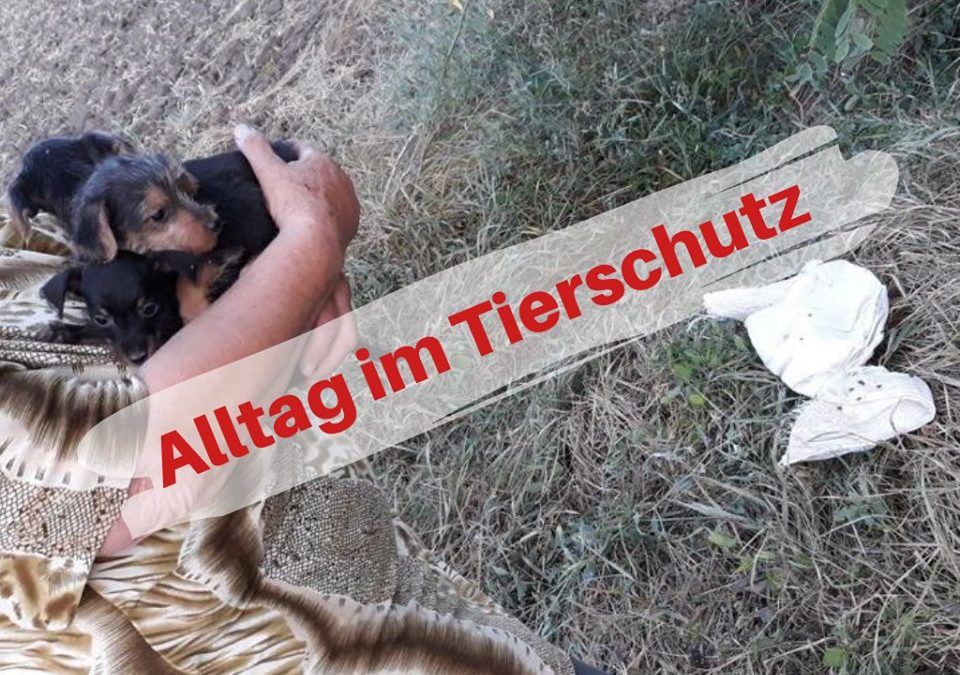 Welpen im Tierschutz