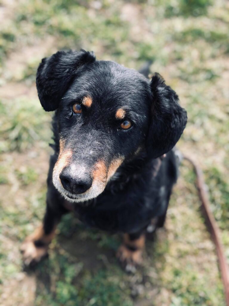 Schwarz-brauner Hund blickt erwartungsvoll