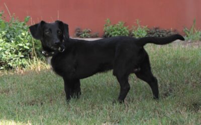 Zuhause Gefunden Hundehilfe Piroschka E V