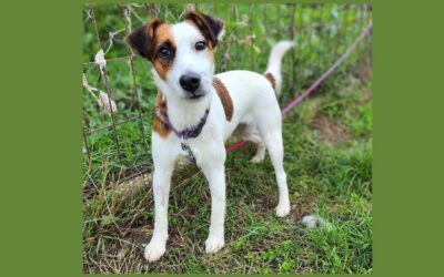 Ditta | Terrier-Mix-Hündin | 2 Jahre