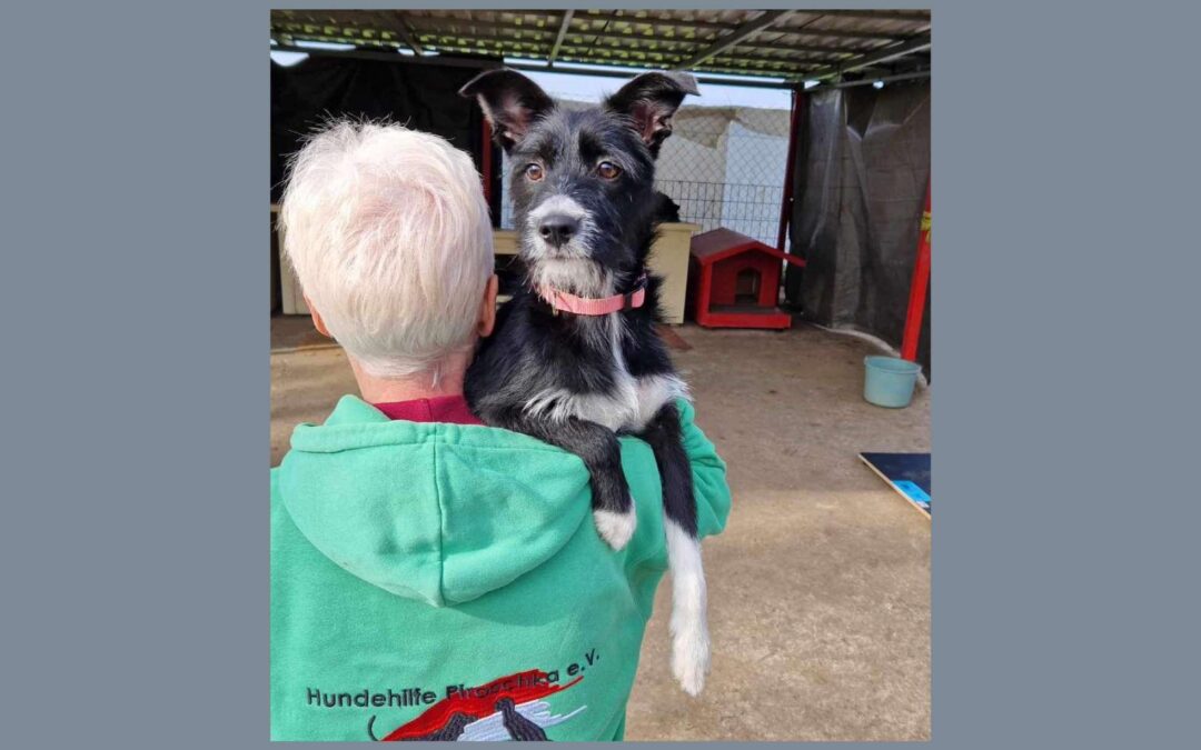 Stella | Terrier-Mix-Hündin | 9 Monate