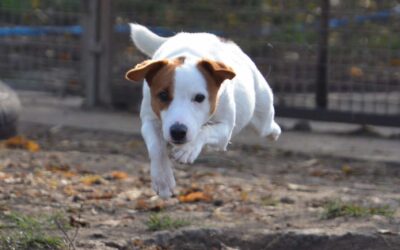 Benö | Terrier-Mix-Rüde | 1 Jahr