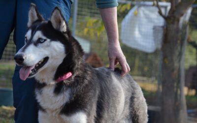 Szusi | Husky-Hündin | 2 Jahre