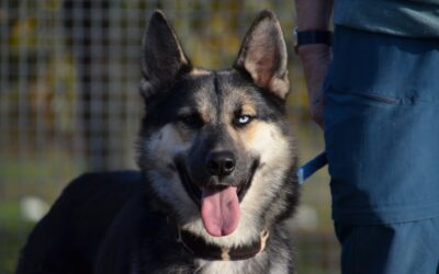 Méher | Schäferhund-Husky-Mix | 2 Jahre