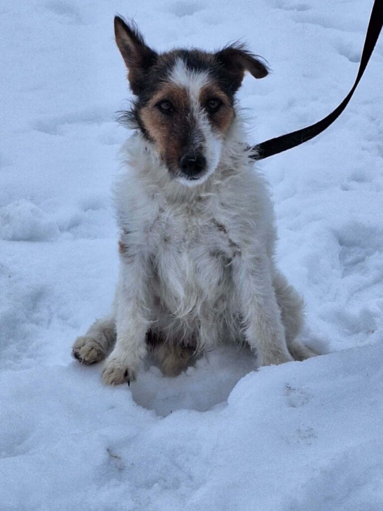 Kleiner Hund im Schnee