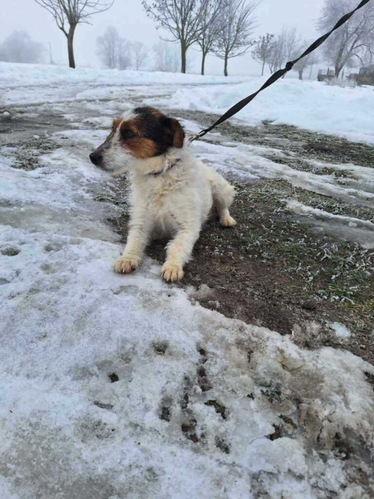 Kleiner Hund im Schnee