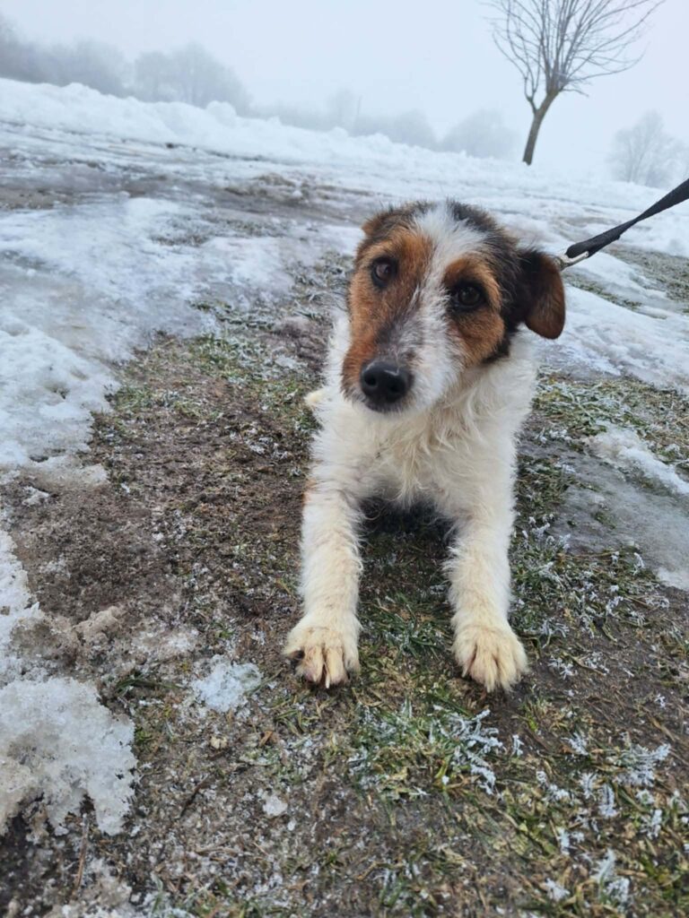 Schöner Hund im Schnee