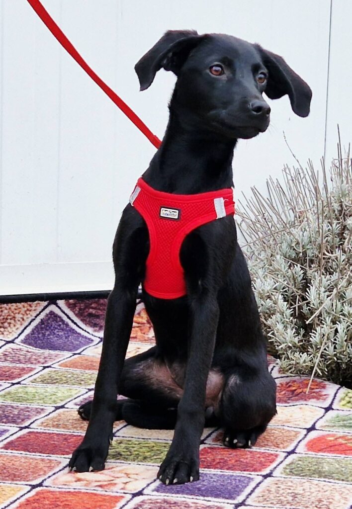 Schwarzer Hund im roten Geschirr