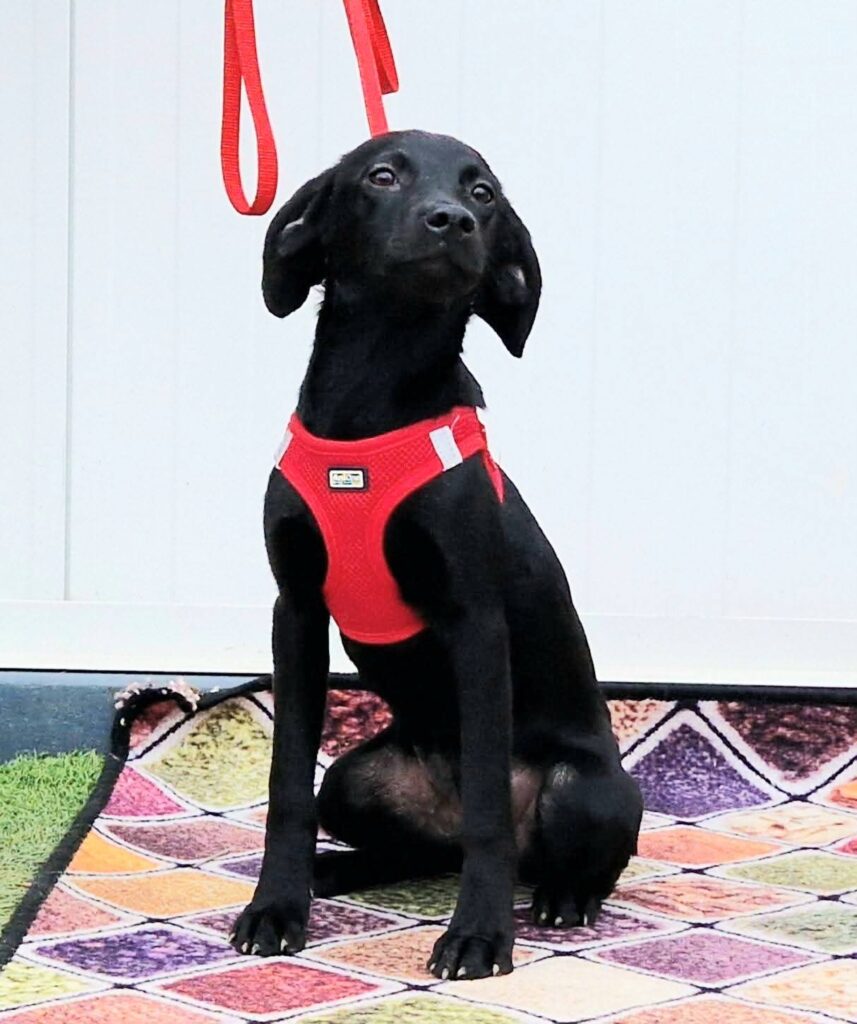 Schwarzer Hund im roten Geschirr