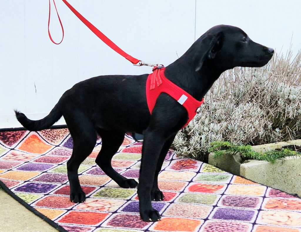 Schwarzer Hund mit rotem Geschirr