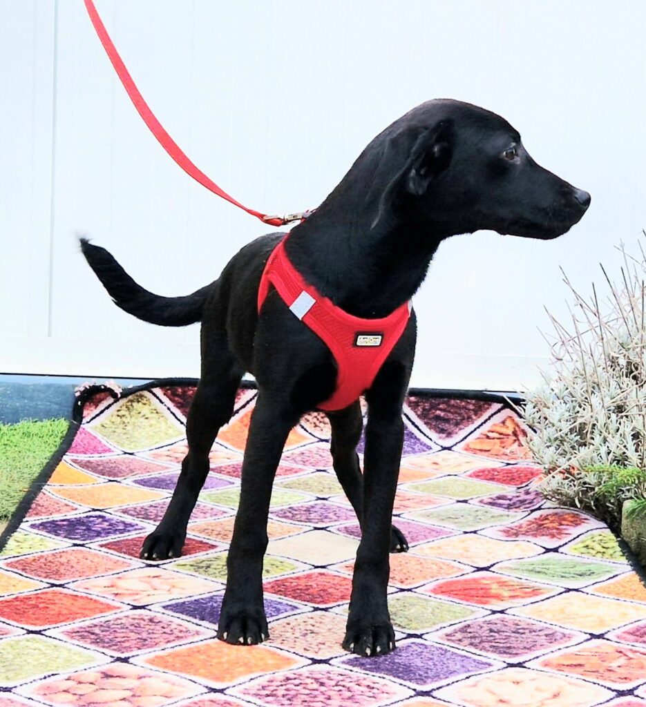 Schwarzer Hund mit rotem Geschirr