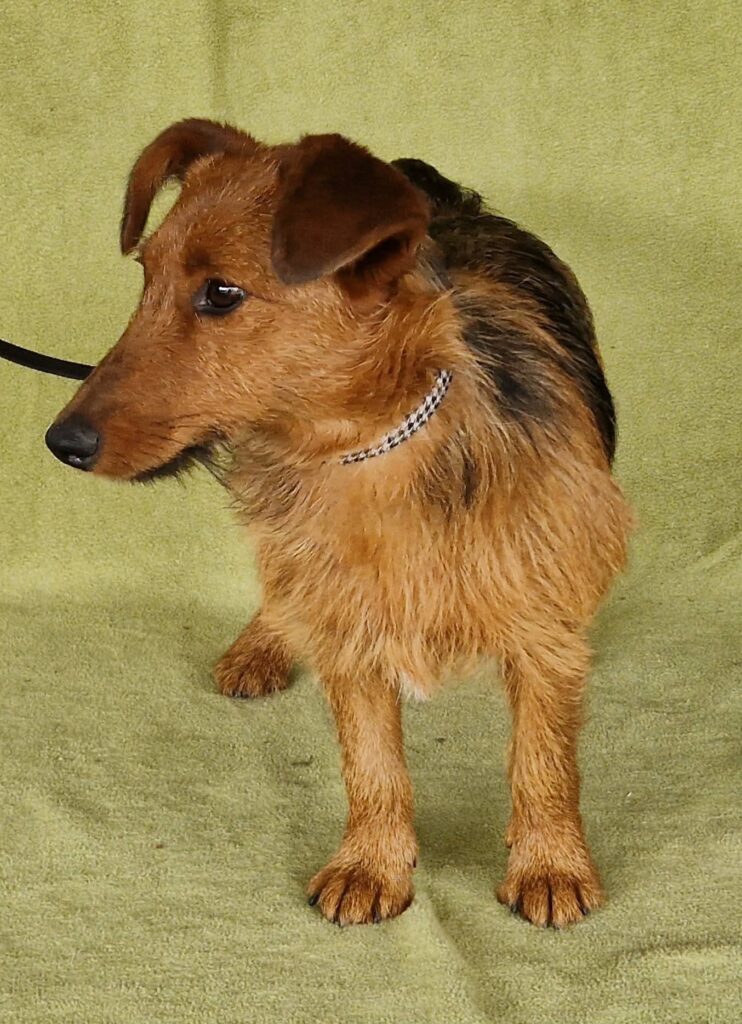 Brauner Hund auf grünem Teppich