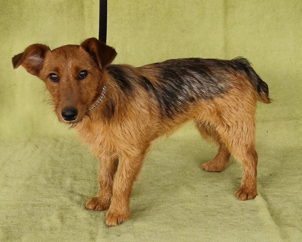 Kleiner Terrier auf grünem Grund