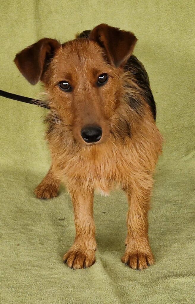 Brauner Terrier auf Grün