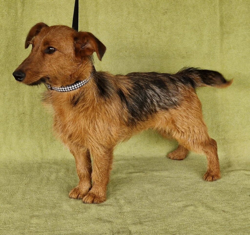FCI 123 Terrier