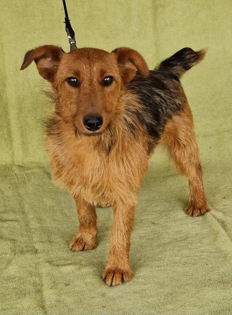 Kleiner Hund mit braunem Fell