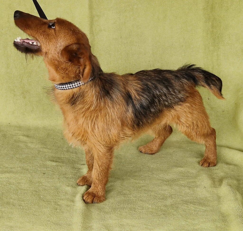Brauner Hund mit Halsband