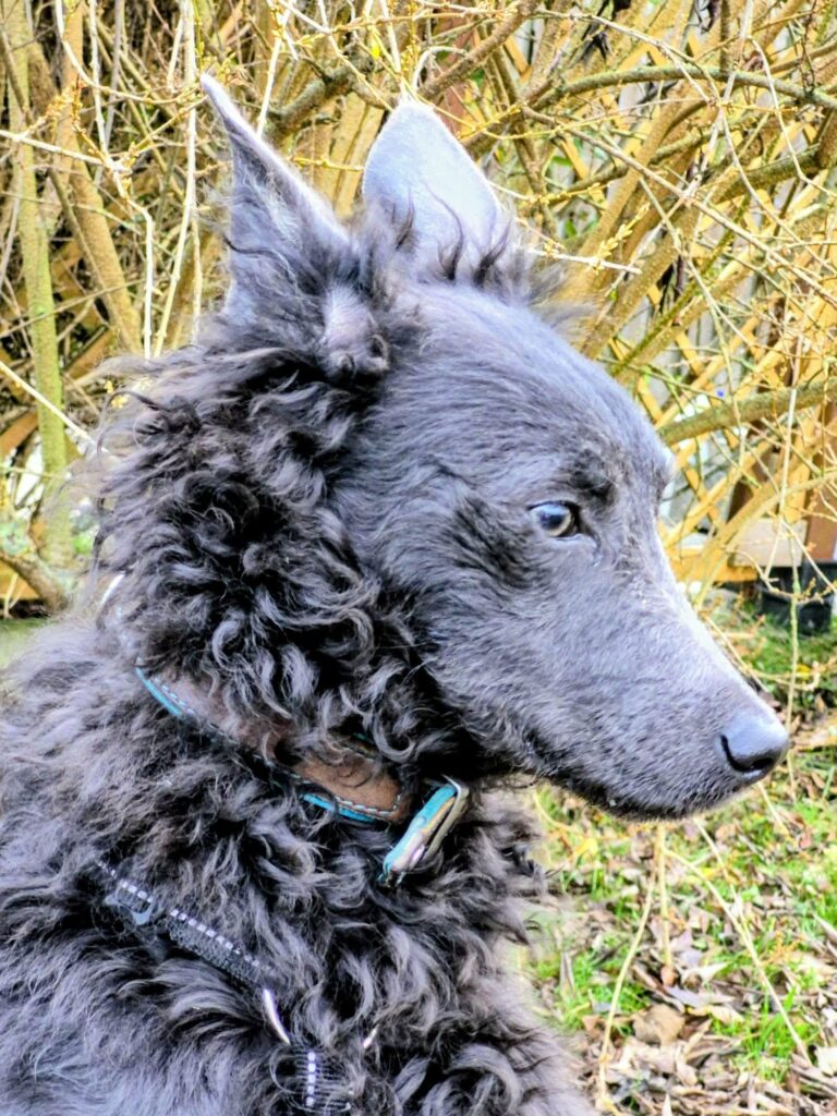Hund mit grauem Fell