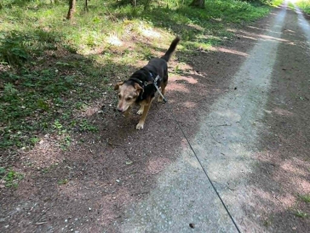 Brauner Hund auf Waldweg