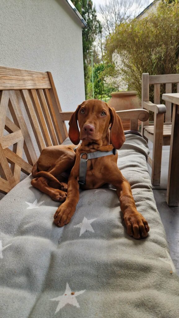 Brauner Hund liegt auf Bank