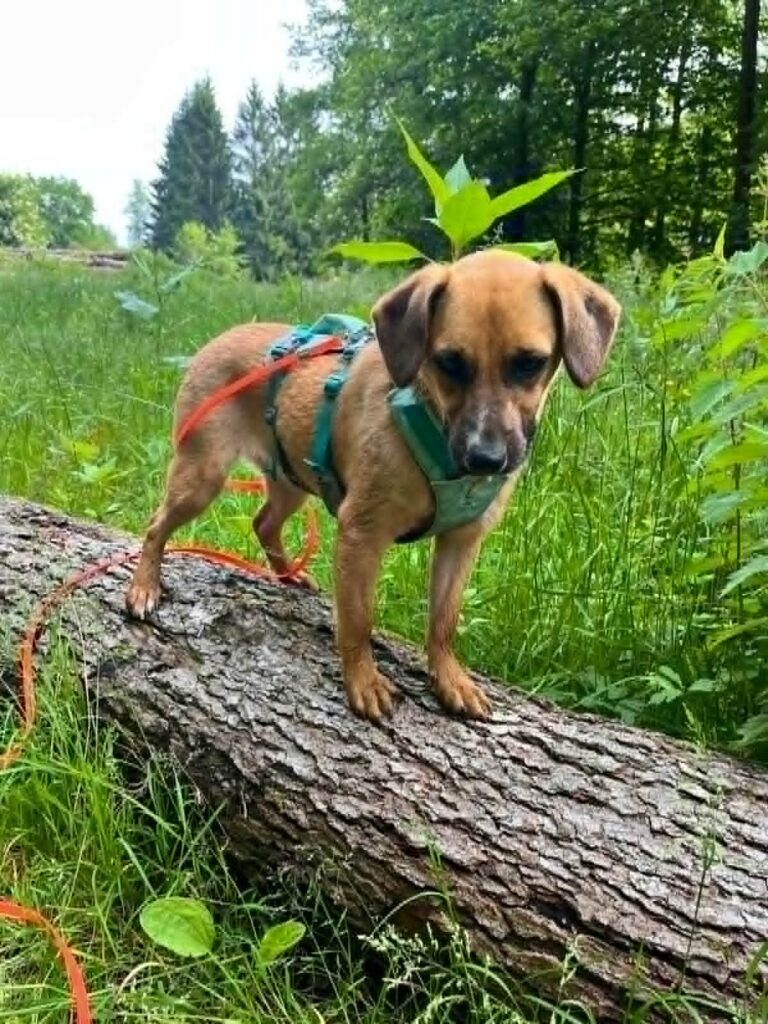 Hund auf Baumstamm im Wald