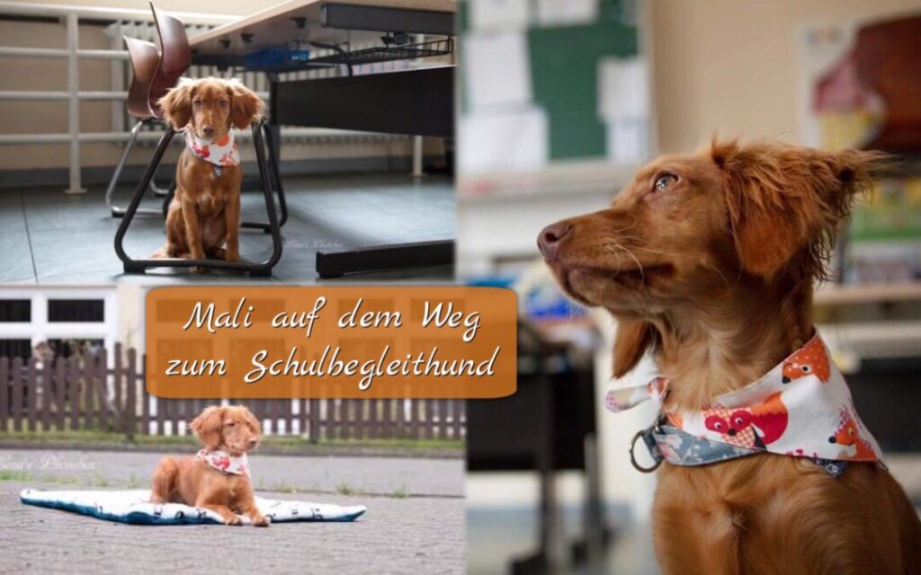 Brauner Hund mit Halstuch