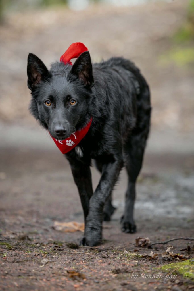 Schwarzer Hund mit rotem Halstuch