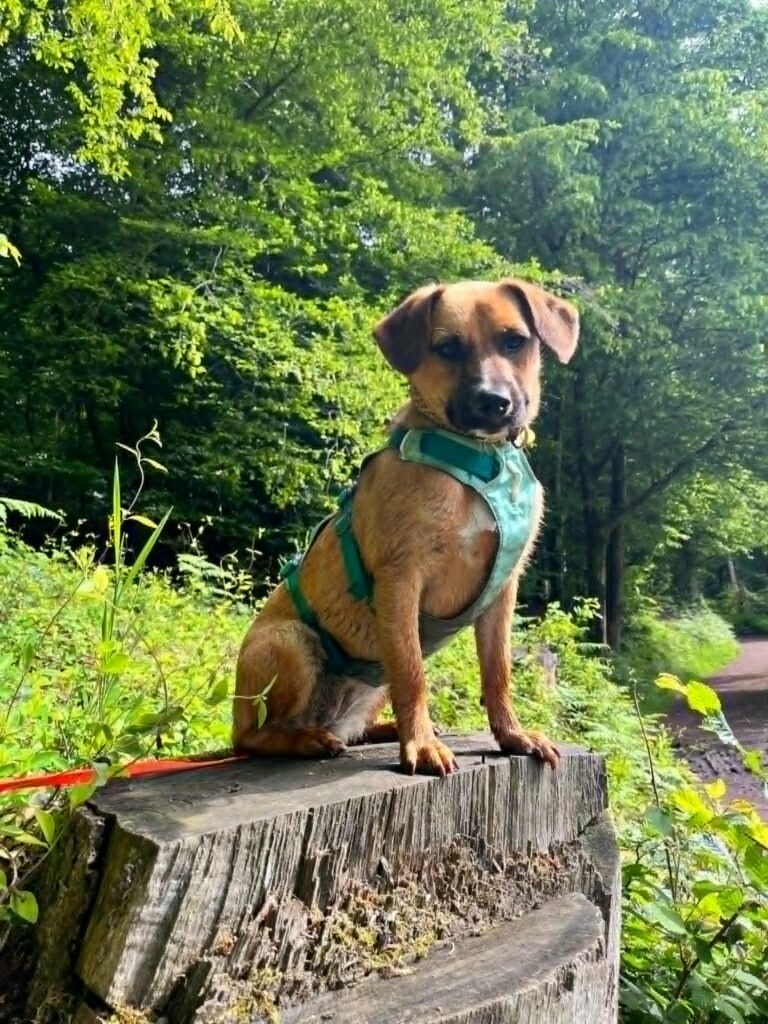 Hund sitzt auf Baumstumpf