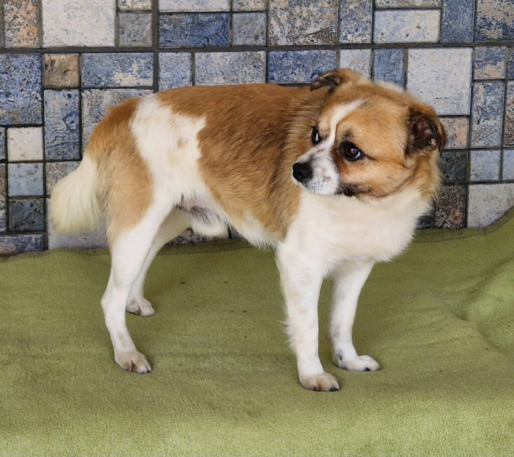 Brauner Hund auf Decke