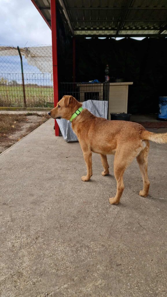 Brauner Hund mit Halsband
