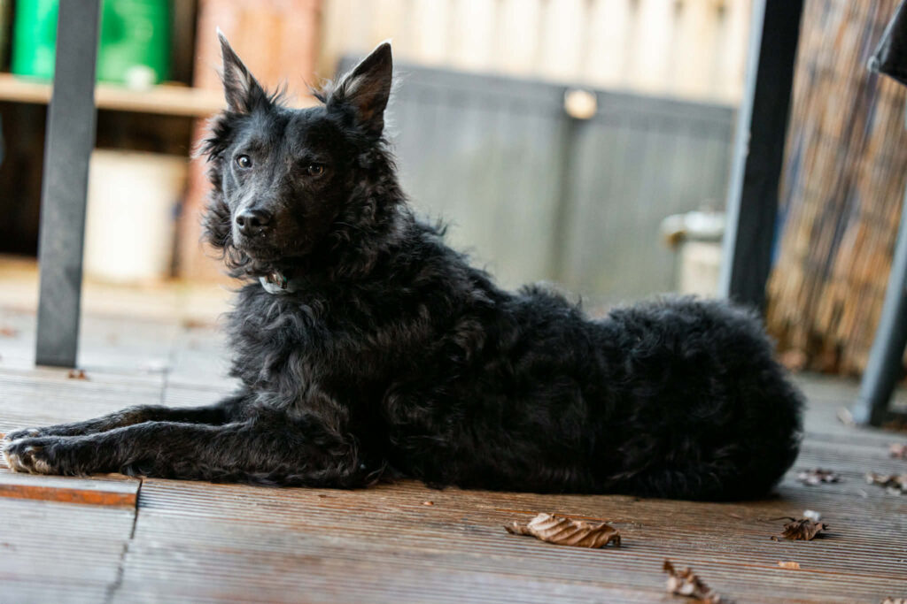 Schwarzer Hund liegt auf Boden