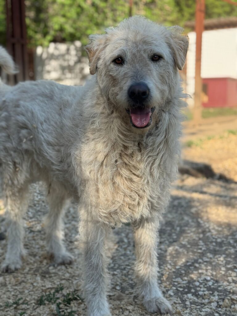 Hund mit langem Fell