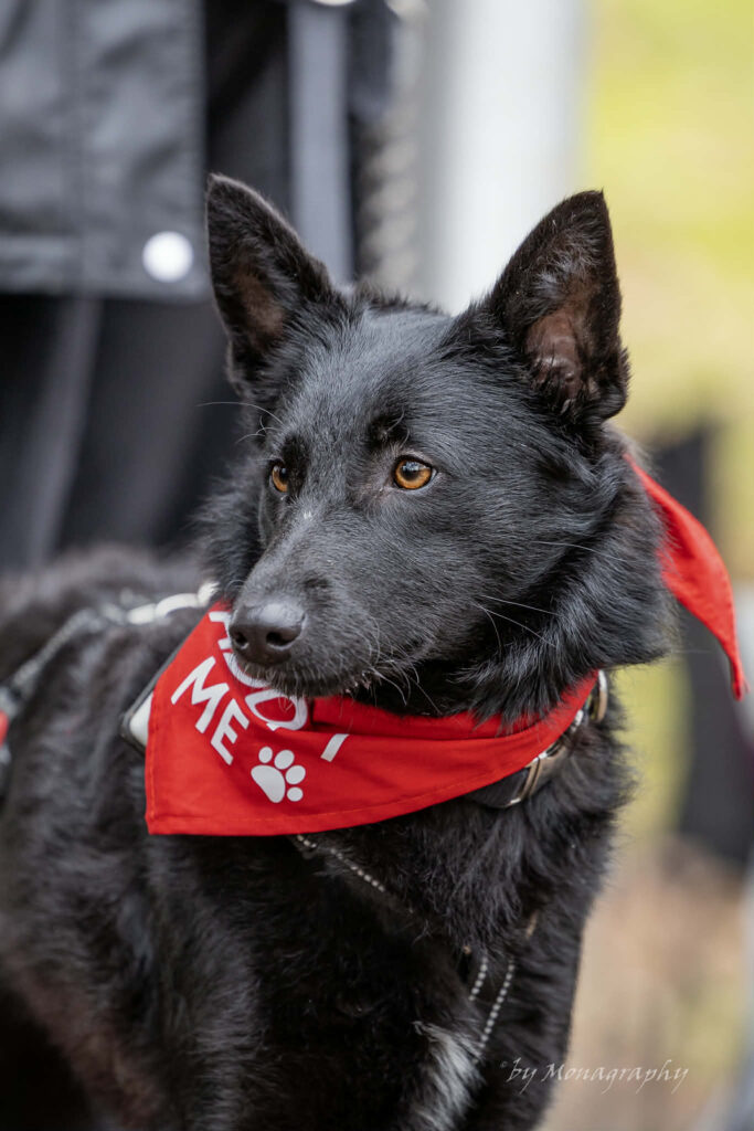 Schwarzer Hund mit rotem Bandana