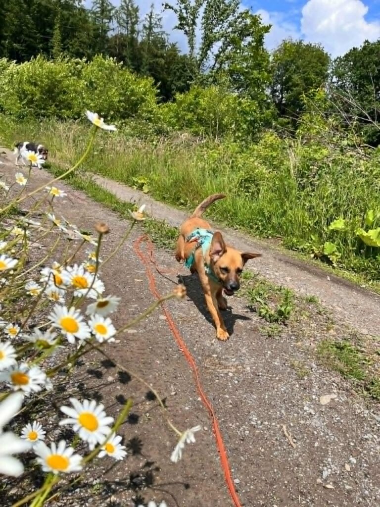 Hund auf Feldweg mit Blumen