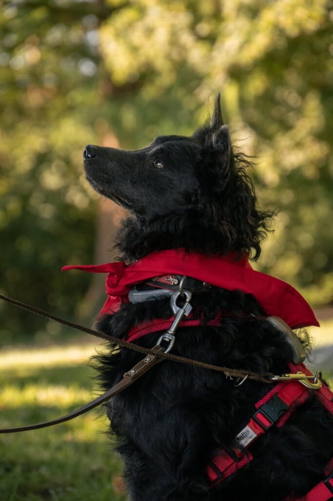 Schwarzer Hund mit rotem Halsband