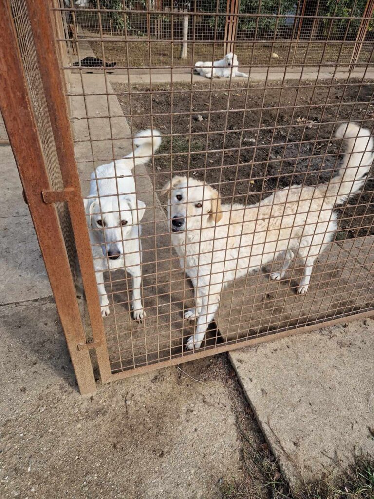 Zwei Hunde im Gehege