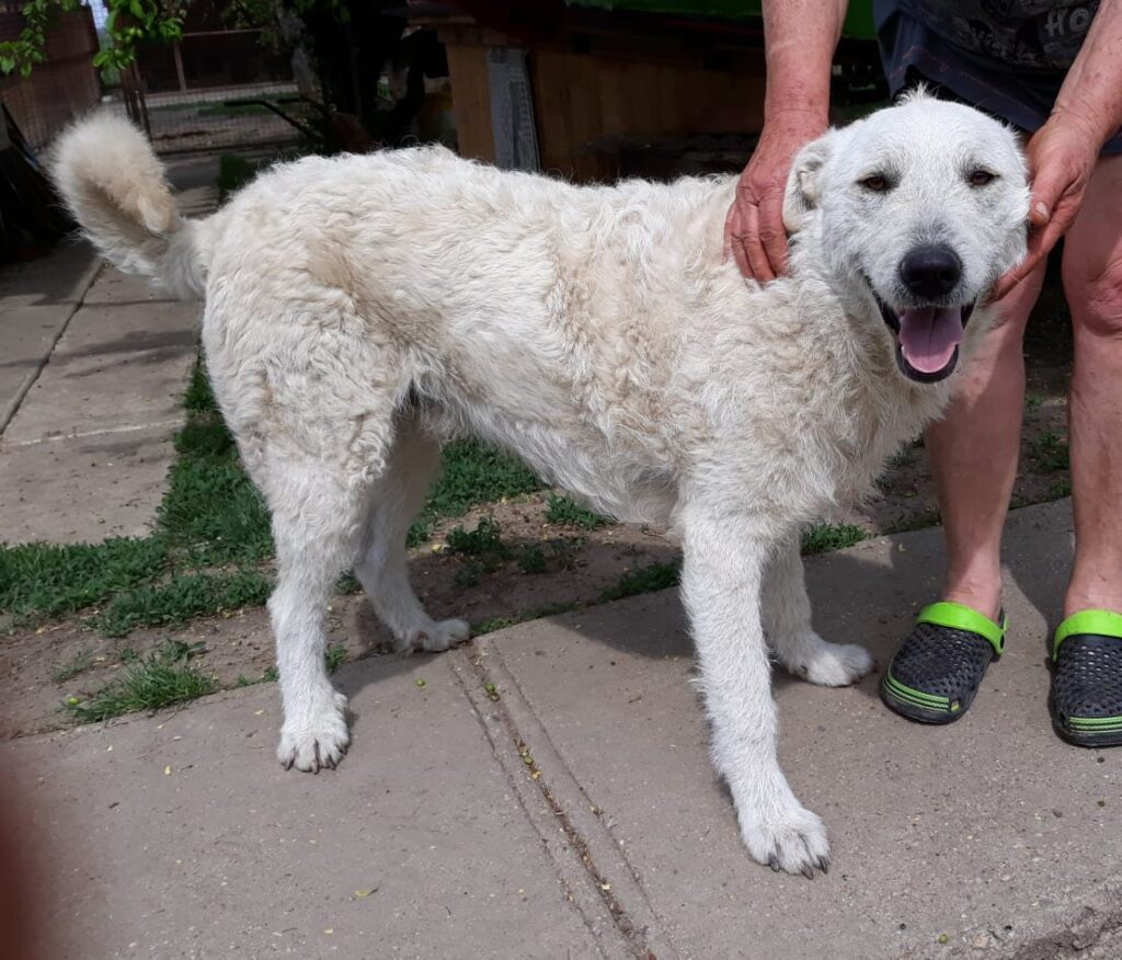 Weißer Hund, glücklich lächelnd
