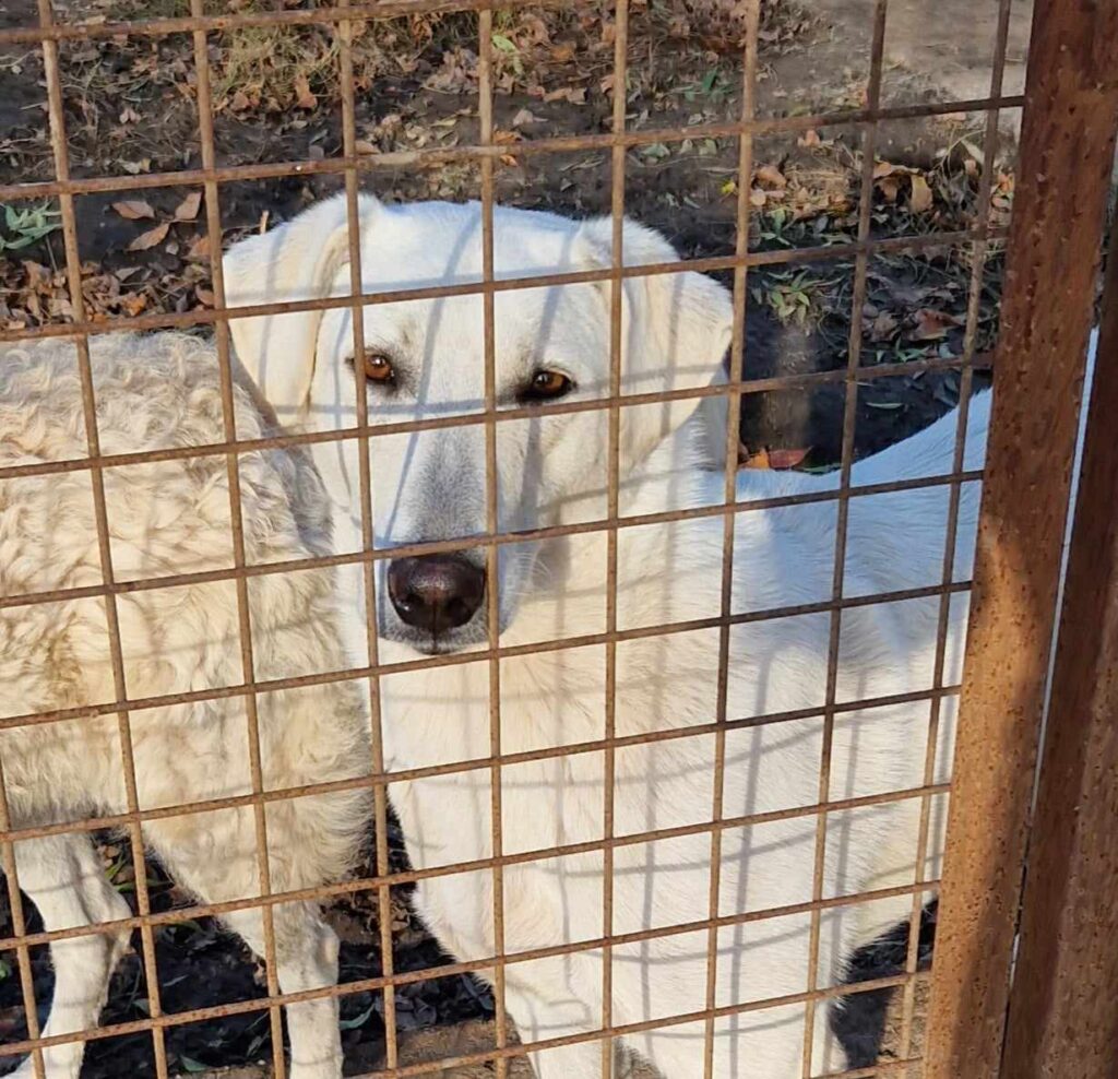Weißer Hund hinter Gitter