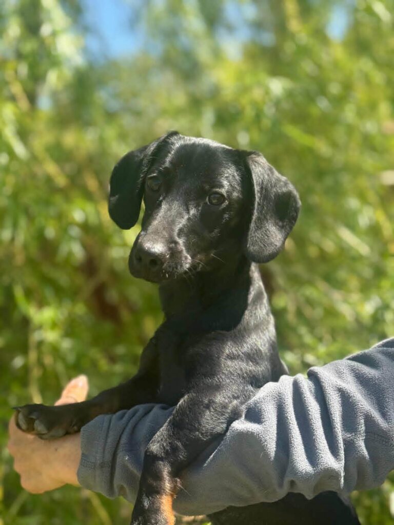Schwarzer Hund im Arm