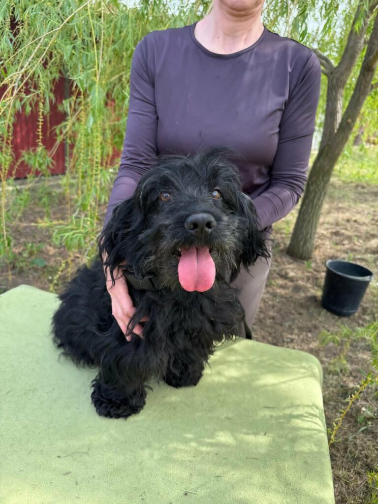 Schwarzer Hund mit Zunge heraus