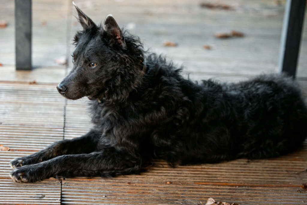 Schwarzer Hund auf Holz