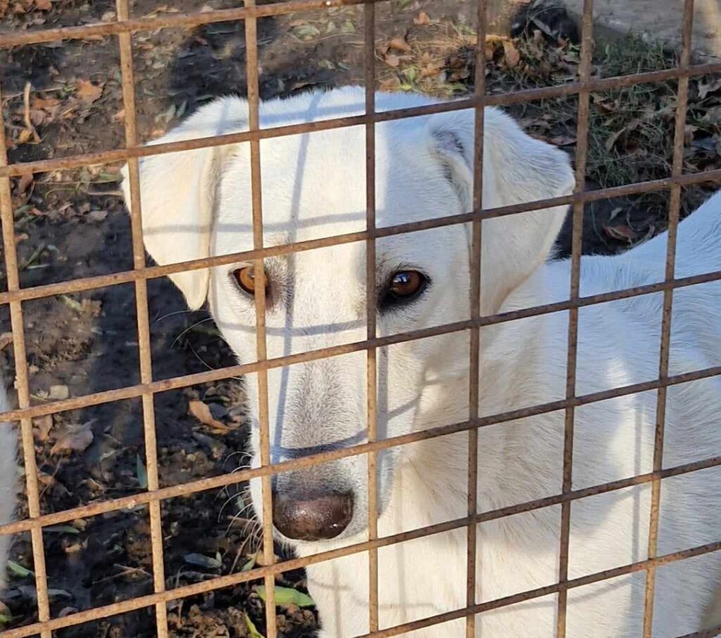 Weißer Hund hinter Gitter