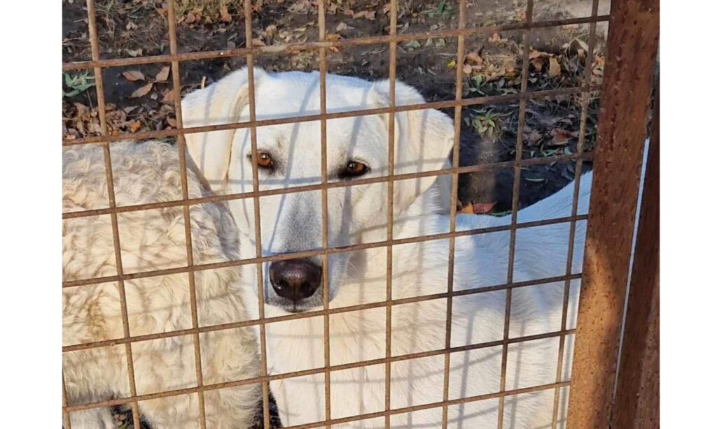 Weißer Hund hinter Gitter