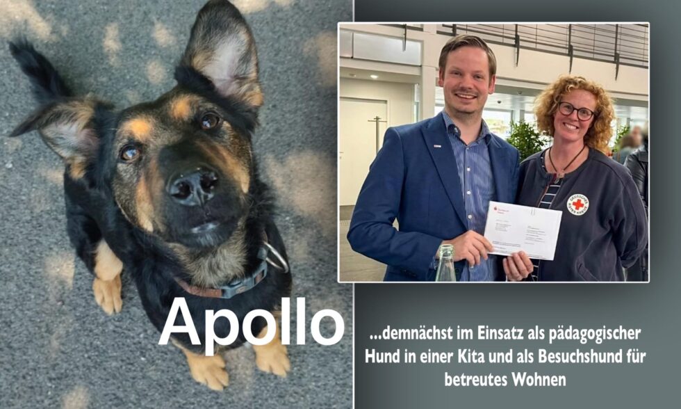 Apollo Hund im Einsatz
