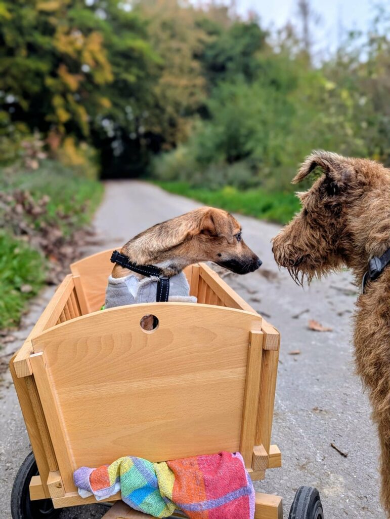 Hunde im Wagen