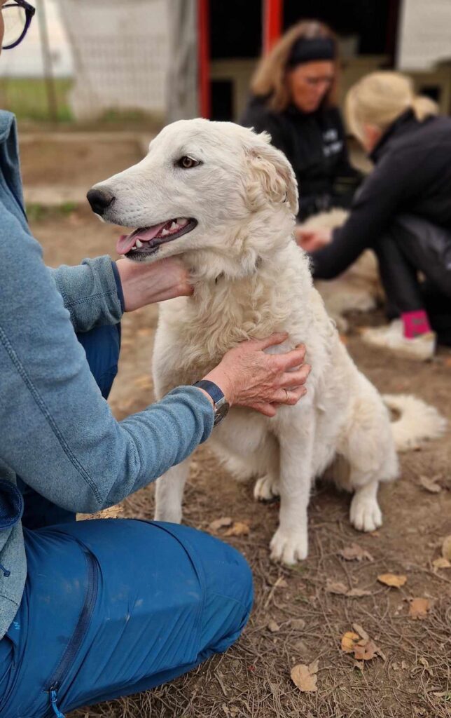 Weisse Hund wird gestreichelt