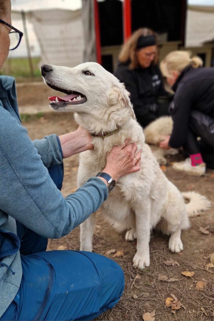 weißer Hund wird gestreichelt