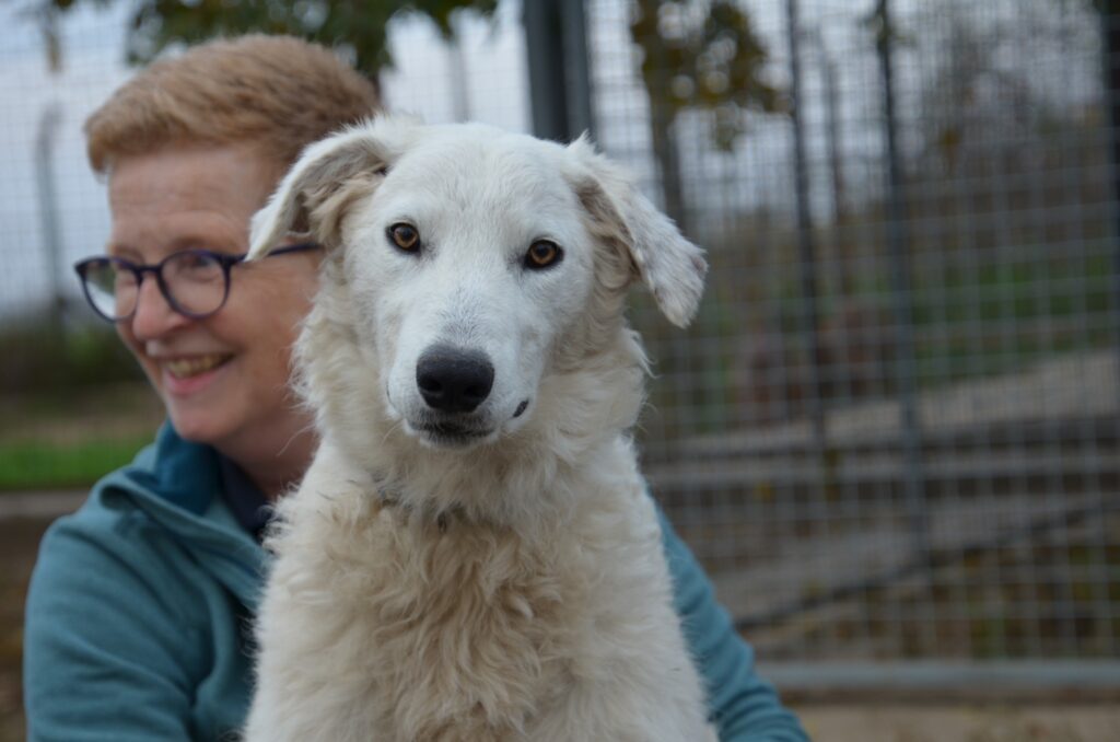 Hund mit Person im Freien