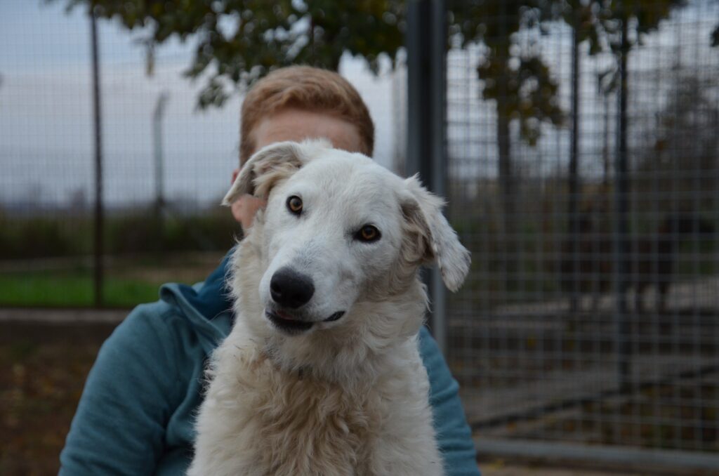 Weißer Hund mit Mensch